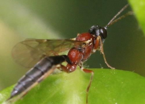 Heterischnus truncator